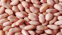 Groundnut