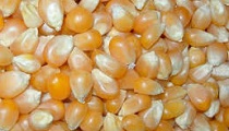 Maize